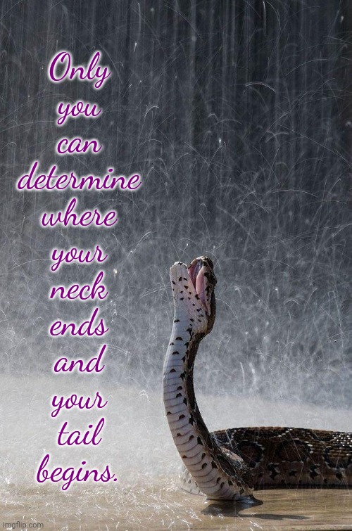 Validation. | Only
you
can
determine
where
your
neck
ends
and
your
tail
begins. | image tagged in rain snake,anatomy,love yourself,animal,reptile,motivational | made w/ Imgflip meme maker
