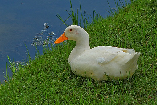 duck Blank Meme Template
