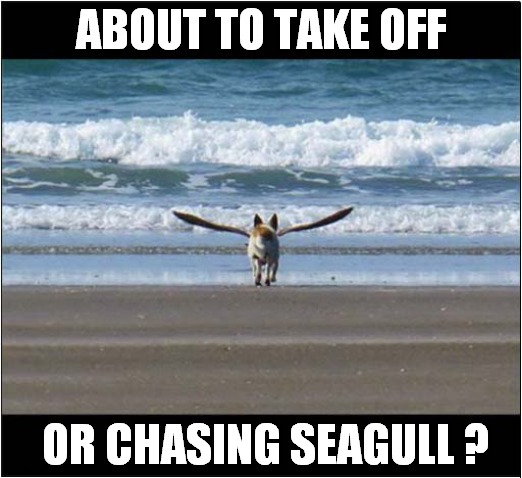 What Is This Dog Doing ? | ABOUT TO TAKE OFF; OR CHASING SEAGULL ? | image tagged in dogs,flying,chasing,you decide | made w/ Imgflip meme maker