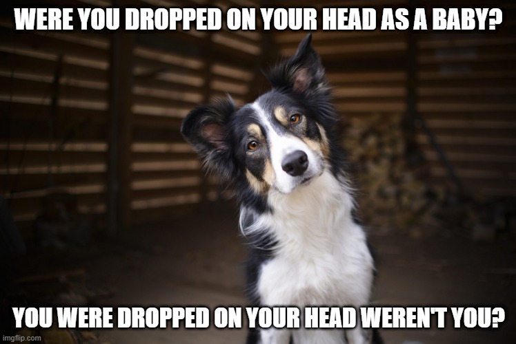 Were you dropped on your head as a baby? | WERE YOU DROPPED ON YOUR HEAD AS A BABY? YOU WERE DROPPED ON YOUR HEAD WEREN'T YOU? | image tagged in dog wtf | made w/ Imgflip meme maker