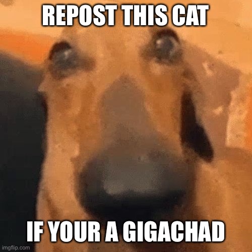 REPOST THIS CAT; IF YOUR A GIGACHAD | made w/ Imgflip meme maker