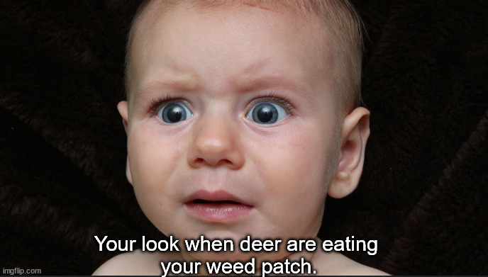 Your look when... | Your look when deer are eating 
your weed patch. | image tagged in memes,weed | made w/ Imgflip meme maker