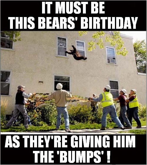Higher Baby ! | IT MUST BE THIS BEARS' BIRTHDAY; AS THEY'RE GIVING HIM 
THE 'BUMPS' ! | image tagged in fun,bears,animal rescue,birthday,bump | made w/ Imgflip meme maker