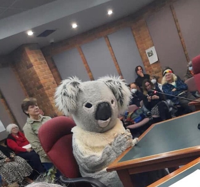 Koala gives evidence Blank Meme Template