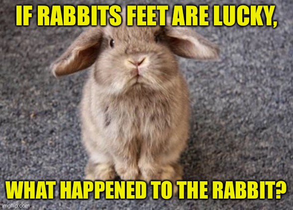 Rabbit |  IF RABBITS FEET ARE LUCKY, WHAT HAPPENED TO THE RABBIT? | image tagged in rabbit,rabbit feet,lucky,what happened,to rabbit,fun | made w/ Imgflip meme maker