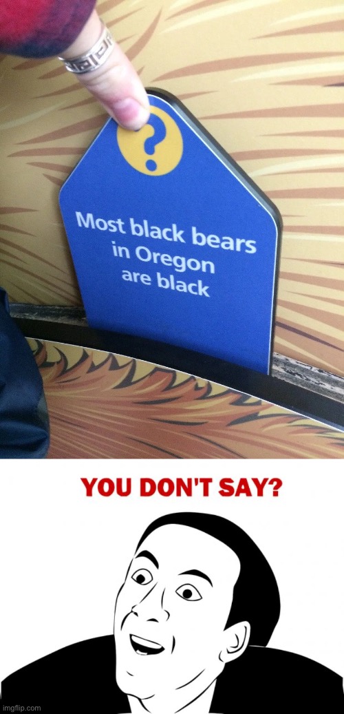 Black bears | image tagged in memes,you don't say | made w/ Imgflip meme maker