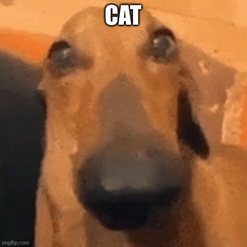 CAT | made w/ Imgflip meme maker