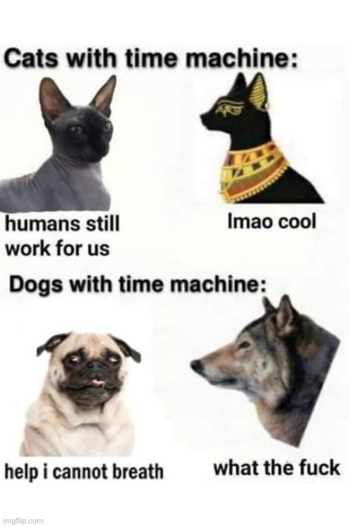 Poor doggy | image tagged in cats,dogs,time machine,pugs,something went wrong,reposts | made w/ Imgflip meme maker