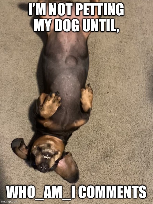 doggie (her name is rosie) | I’M NOT PETTING MY DOG UNTIL, WHO_AM_I COMMENTS | image tagged in dog | made w/ Imgflip meme maker