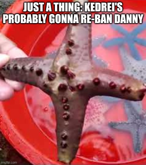Starfish with 4 arms | JUST A THING: KEDREI'S PROBABLY GONNA RE-BAN DANNY | image tagged in starfish with 4 arms | made w/ Imgflip meme maker