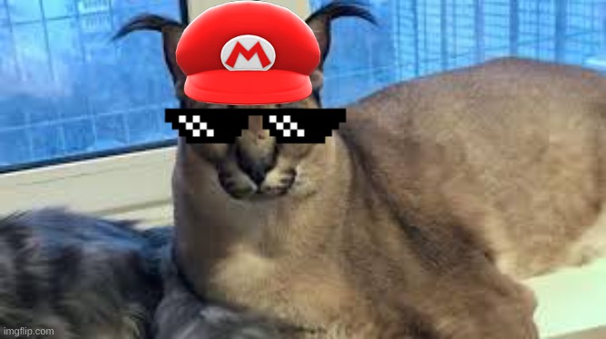 image tagged in flopdlop | made w/ Imgflip meme maker