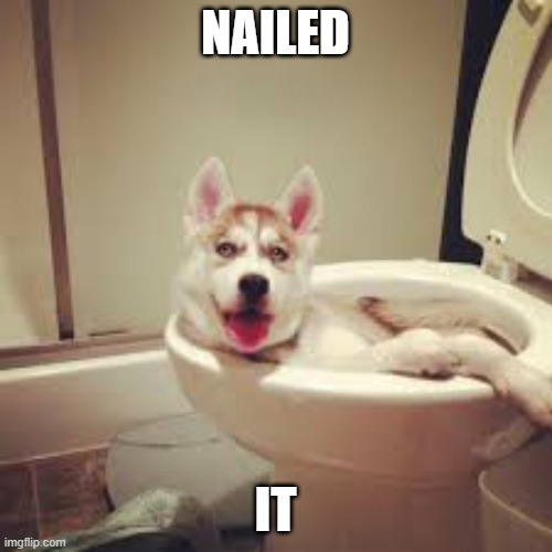 Dog in toilet | NAILED IT | image tagged in dog in toilet | made w/ Imgflip meme maker