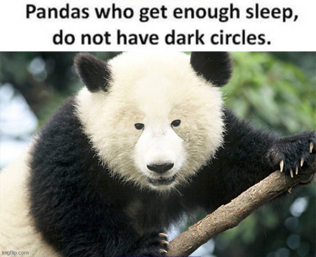 image tagged in pandas | made w/ Imgflip meme maker