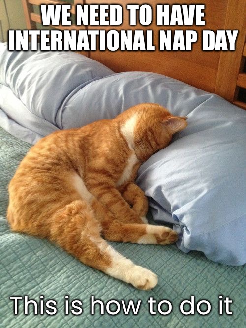WE NEED TO HAVE INTERNATIONAL NAP DAY This is how to do it | made w/ Imgflip meme maker