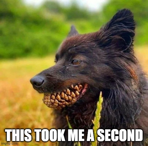 dog | THIS TOOK ME A SECOND | image tagged in dogs,funny dogs,pets,dogs pets funny | made w/ Imgflip meme maker