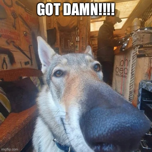 Got Damn Dog | GOT DAMN!!!! | image tagged in got damn dog | made w/ Imgflip meme maker