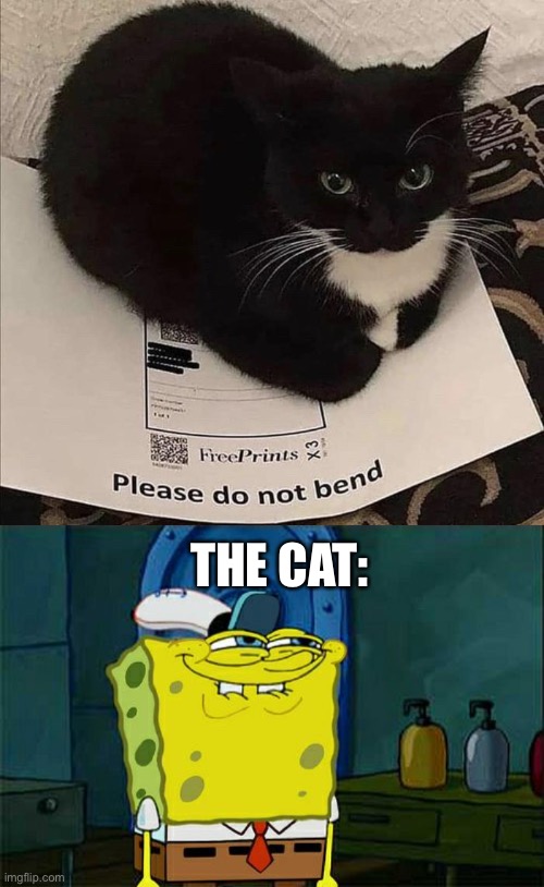 heheheh | THE CAT: | image tagged in memes,don't you squidward | made w/ Imgflip meme maker