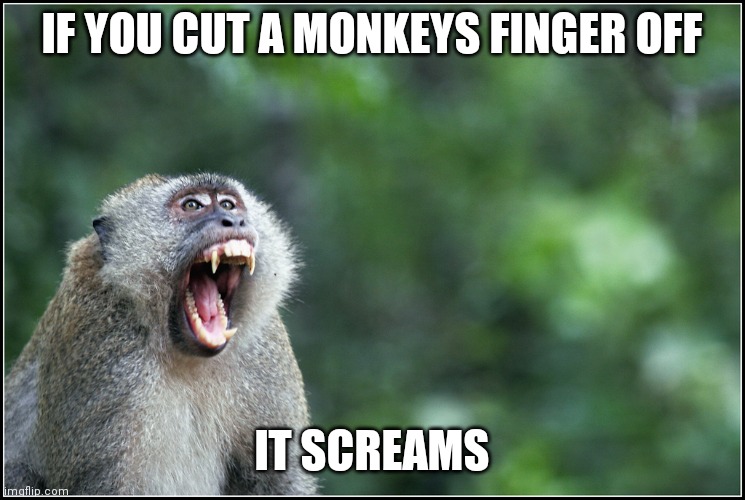 Screaming monkey | IF YOU CUT A MONKEYS FINGER OFF; IT SCREAMS | image tagged in screaming monkey,memes,dank memes,dank | made w/ Imgflip meme maker