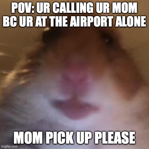 MOM COME PICK ME UP IM SCARED | POV: UR CALLING UR MOM BC UR AT THE AIRPORT ALONE; MOM PICK UP PLEASE | image tagged in staring hamster | made w/ Imgflip meme maker