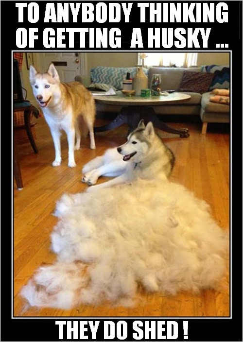 Husky Warning ! | TO ANYBODY THINKING OF GETTING  A HUSKY ... THEY DO SHED ! | image tagged in dogs,husky,warning,shedding fur | made w/ Imgflip meme maker