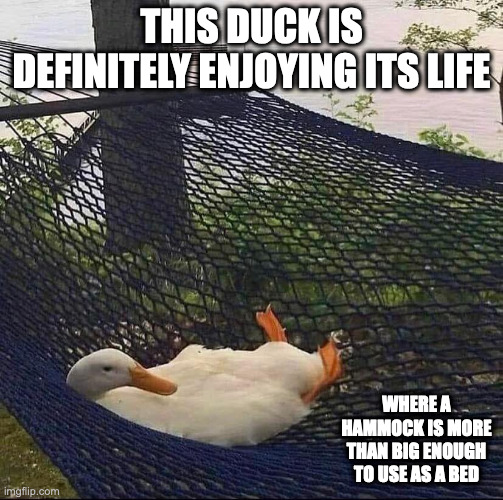 Duck on Hammock | THIS DUCK IS DEFINITELY ENJOYING ITS LIFE; WHERE A HAMMOCK IS MORE THAN BIG ENOUGH TO USE AS A BED | image tagged in duck,hammock,memes | made w/ Imgflip meme maker