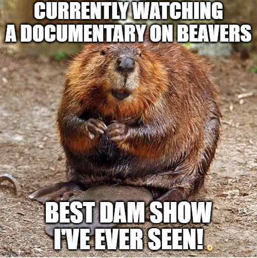 Leave It To... | CURRENTLY WATCHING A DOCUMENTARY ON BEAVERS; BEST DAM SHOW I'VE EVER SEEN! | image tagged in beaver | made w/ Imgflip meme maker