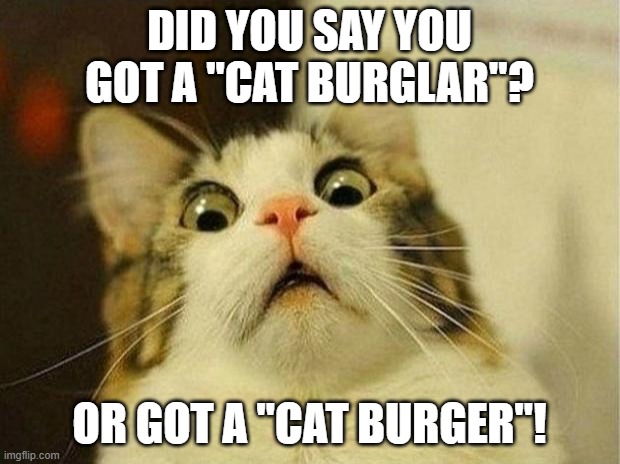 What Did You say... | DID YOU SAY YOU GOT A "CAT BURGLAR"? OR GOT A "CAT BURGER"! | image tagged in memes,scared cat,humor,cats,cat memes,funny | made w/ Imgflip meme maker
