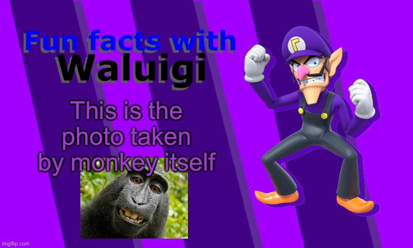 Fun Facts with Waluigi | This is the photo taken by monkey itself | image tagged in fun facts with waluigi | made w/ Imgflip meme maker
