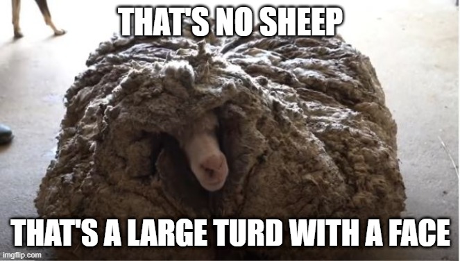 Sheer Sadness | THAT'S NO SHEEP; THAT'S A LARGE TURD WITH A FACE | image tagged in sheep,you had one job | made w/ Imgflip meme maker