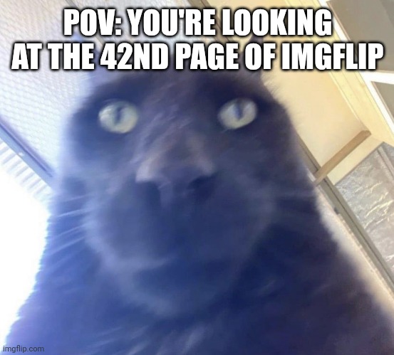 It's true tho | POV: YOU'RE LOOKING AT THE 42ND PAGE OF IMGFLIP | image tagged in cat pov | made w/ Imgflip meme maker