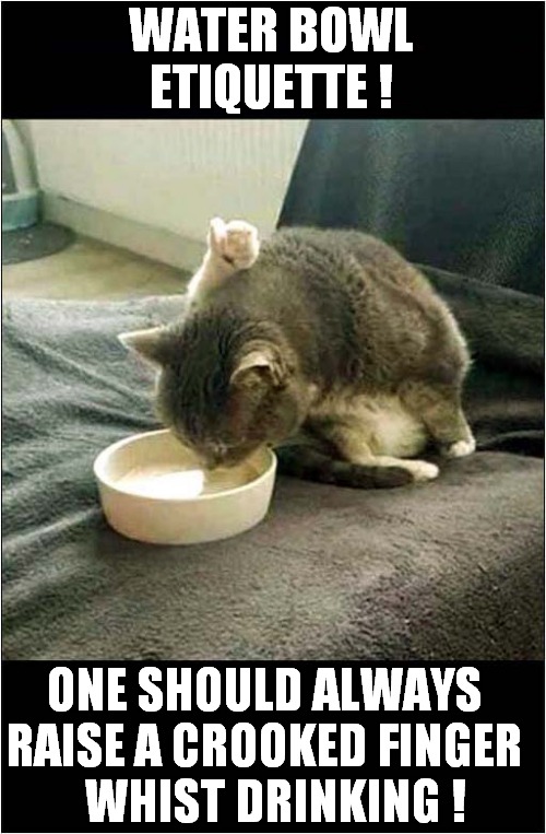 A Posh Cat Learns These Things ! | WATER BOWL ETIQUETTE ! ONE SHOULD ALWAYS 
RAISE A CROOKED FINGER 
 WHIST DRINKING ! | image tagged in cats,ettiquette,water bowl,crooked finger,posh | made w/ Imgflip meme maker