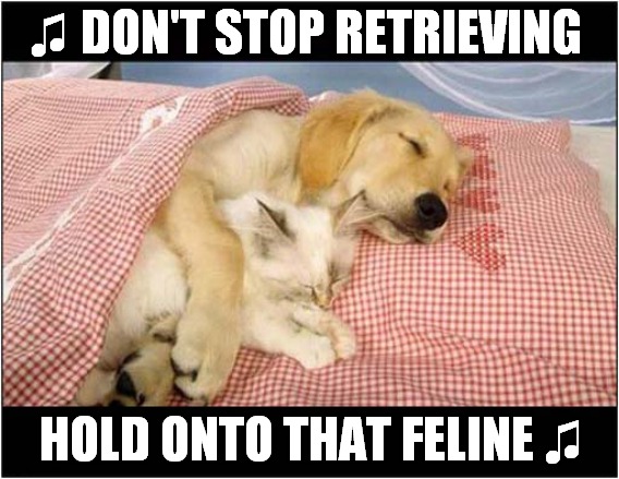 Dreaming Dog Singing To Himself | ♫ DON'T STOP RETRIEVING; HOLD ONTO THAT FELINE ♫ | image tagged in dogs,dreaming,singing,song lyrics | made w/ Imgflip meme maker