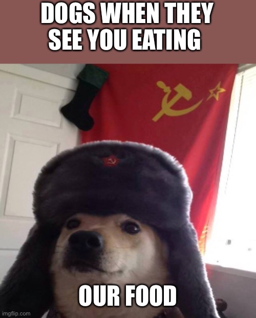 I have 2 doge | DOGS WHEN THEY SEE YOU EATING; OUR FOOD | image tagged in comunist ppoch | made w/ Imgflip meme maker