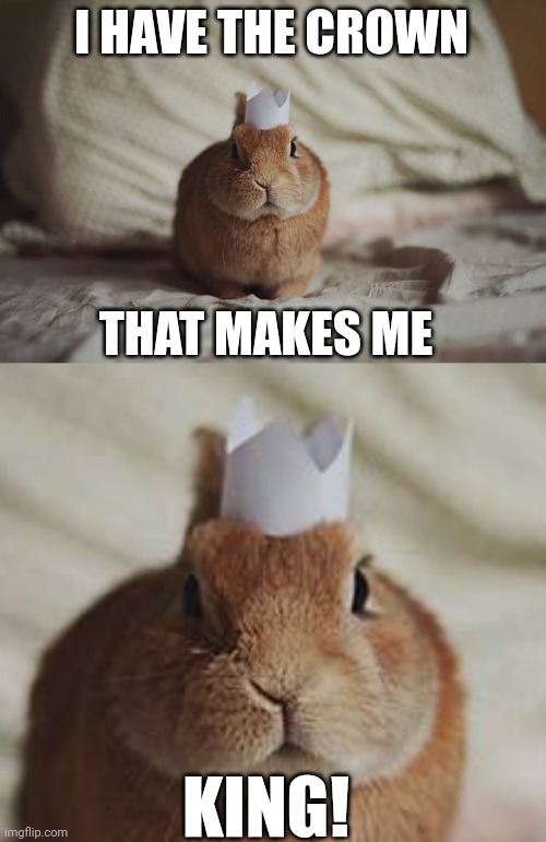KING BUNNY | I HAVE THE CROWN; THAT MAKES ME; KING! | image tagged in bunnies,bunny,rabbit | made w/ Imgflip meme maker
