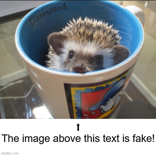 ⬆
The image above this text is fake! | image tagged in hedgehog cup,blank white template | made w/ Imgflip meme maker