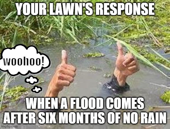 Guess what? I'm the one that has been stealing everyone's rain... | YOUR LAWN'S RESPONSE; woohoo! WHEN A FLOOD COMES AFTER SIX MONTHS OF NO RAIN | image tagged in flooding thumbs up,rain,not all that funny,please downvote me | made w/ Imgflip meme maker