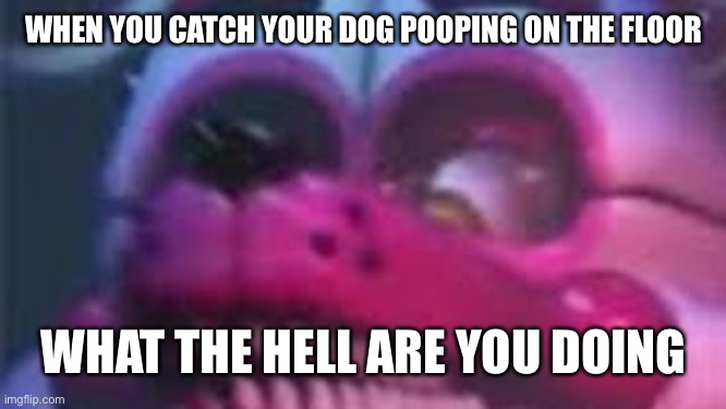 Funtime Foxy is Terrible | WHEN YOU CATCH YOUR DOG POOPING ON THE FLOOR; WHAT THE HELL ARE YOU DOING | image tagged in funtime foxy is terrible | made w/ Imgflip meme maker
