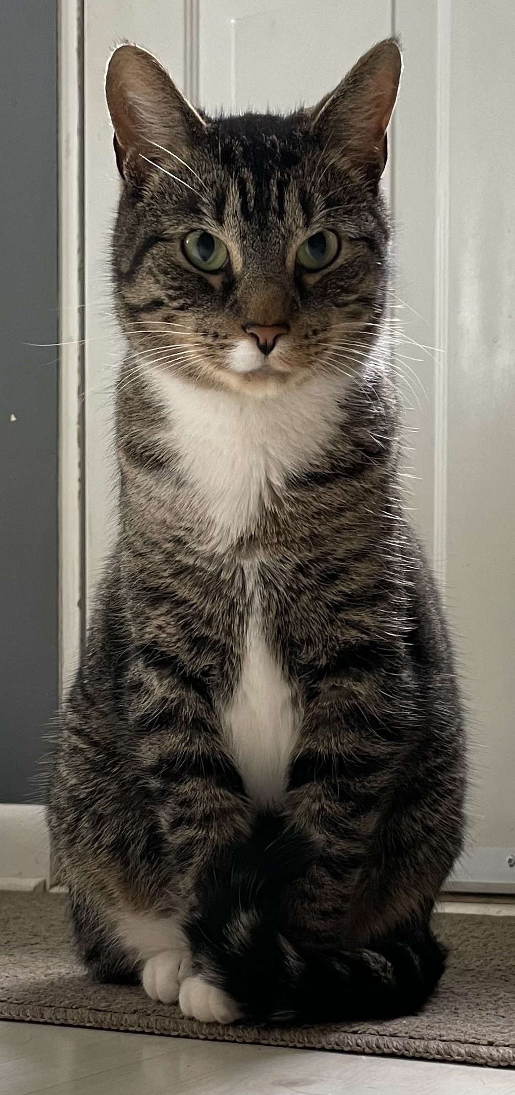 High Quality Serious Kitty Blank Meme Template