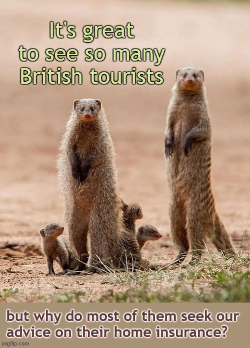 Financial advisors? Not us! | It's great to see so many British tourists; but why do most of them seek our 
advice on their home insurance? | image tagged in meerkat family group,insurance,car insurance,anthropomorphic,marketing,great britain | made w/ Imgflip meme maker