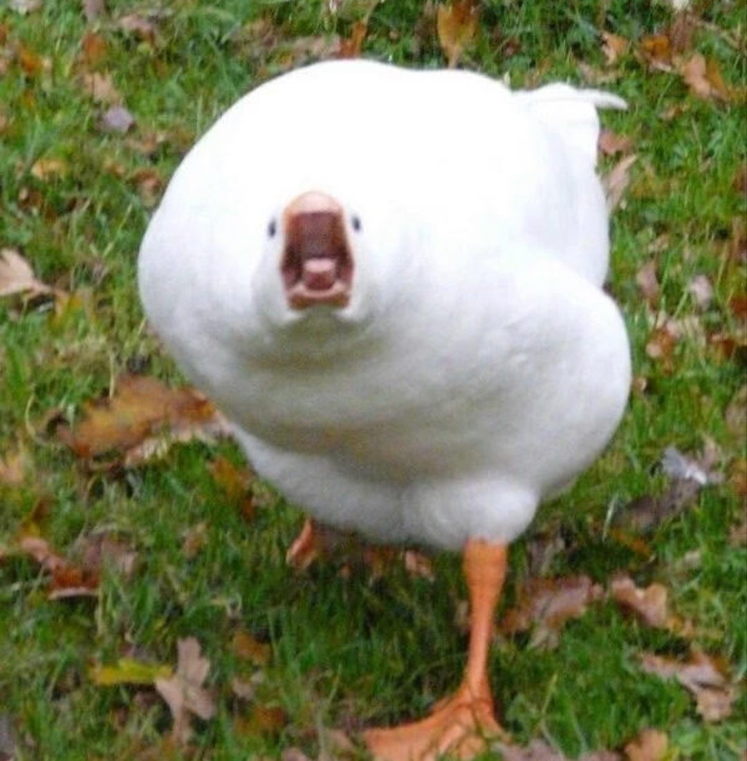 High Quality Angry Goose Blank Meme Template