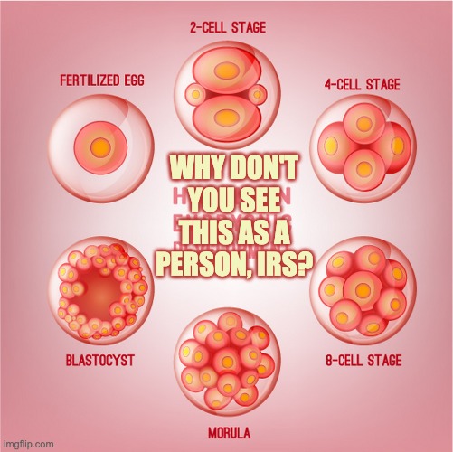 Human embryonic development | WHY DON'T YOU SEE THIS AS A PERSON, IRS? | image tagged in human embryonic development | made w/ Imgflip meme maker