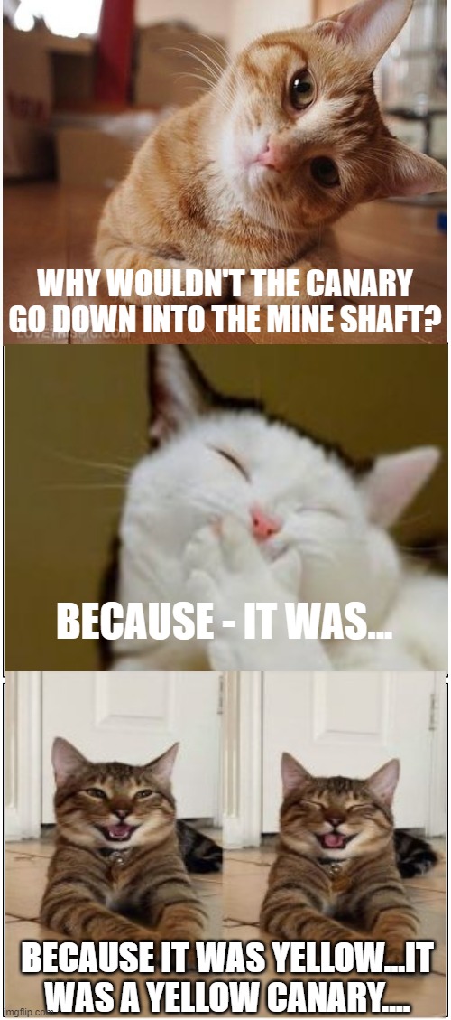 Bad Pun Cat | WHY WOULDN'T THE CANARY GO DOWN INTO THE MINE SHAFT? BECAUSE - IT WAS... BECAUSE IT WAS YELLOW...IT WAS A YELLOW CANARY.... | image tagged in memes,cats,funny memes,humor,funny cats,puns | made w/ Imgflip meme maker