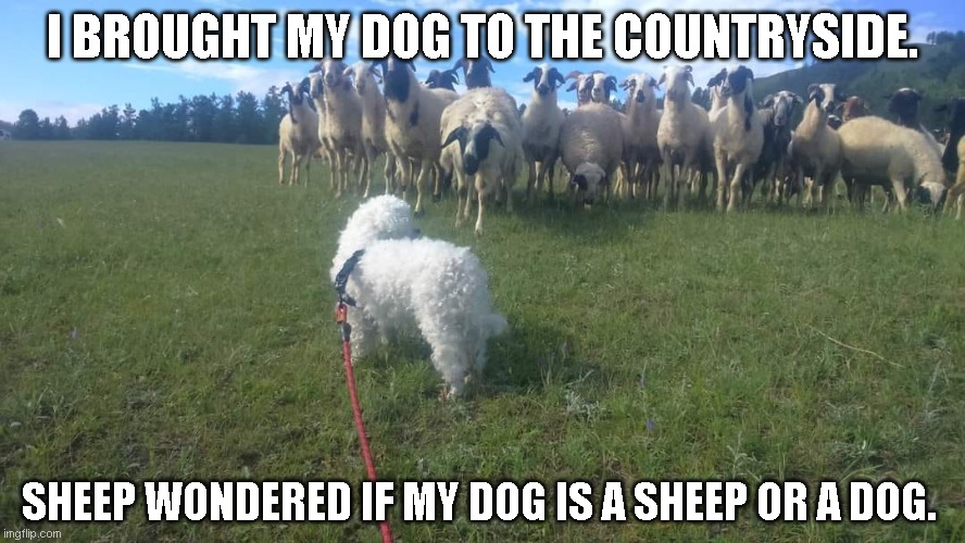 meme from Mongolia | I BROUGHT MY DOG TO THE COUNTRYSIDE. SHEEP WONDERED IF MY DOG IS A SHEEP OR A DOG. | image tagged in sheep,dog | made w/ Imgflip meme maker
