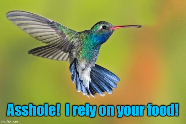 Humming Bird | Asshole!  I rely on your food! | image tagged in humming bird | made w/ Imgflip meme maker