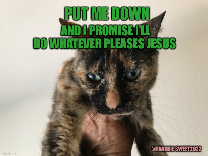 Put me down | PUT ME DOWN; AND I PROMISE I’LL DO WHATEVER PLEASES JESUS; ©FRANKIE SWEET2022 | image tagged in down,cat,cute cat,please jesus,jesus,pets | made w/ Imgflip meme maker
