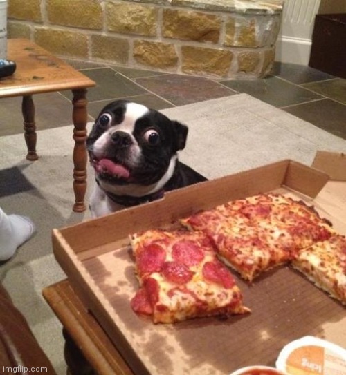 Hungry Pizza Dog | image tagged in hungry pizza dog | made w/ Imgflip meme maker