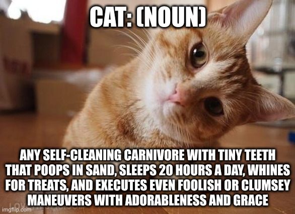 Teh cutes | CAT: (NOUN); ANY SELF-CLEANING CARNIVORE WITH TINY TEETH
THAT POOPS IN SAND, SLEEPS 20 HOURS A DAY, WHINES
FOR TREATS, AND EXECUTES EVEN FOOLISH OR CLUMSEY
MANEUVERS WITH ADORABLENESS AND GRACE | image tagged in curious question cat | made w/ Imgflip meme maker
