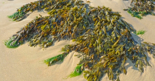 High Quality Seaweed Blank Meme Template