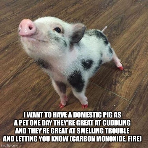 I WANT TO HAVE A DOMESTIC PIG AS A PET ONE DAY THEY’RE GREAT AT CUDDLING AND THEY’RE GREAT AT SMELLING TROUBLE AND LETTING YOU KNOW (CARBON MONOXIDE, FIRE) | made w/ Imgflip meme maker