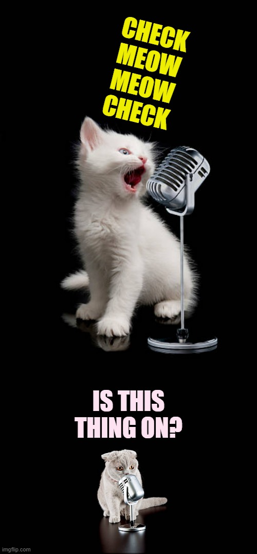 Another Day In Life | CHECK MEOW MEOW CHECK; IS THIS THING ON? | image tagged in memes,cats,sound,check,microphone,is it on | made w/ Imgflip meme maker